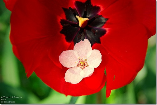 Tulip and sakura