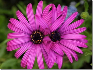 Two purple daisies