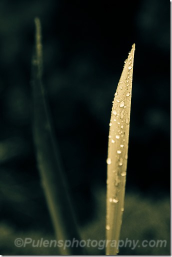 Long leaf with raindrops 4
