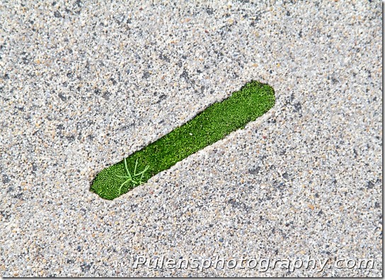 Moss on asphalt